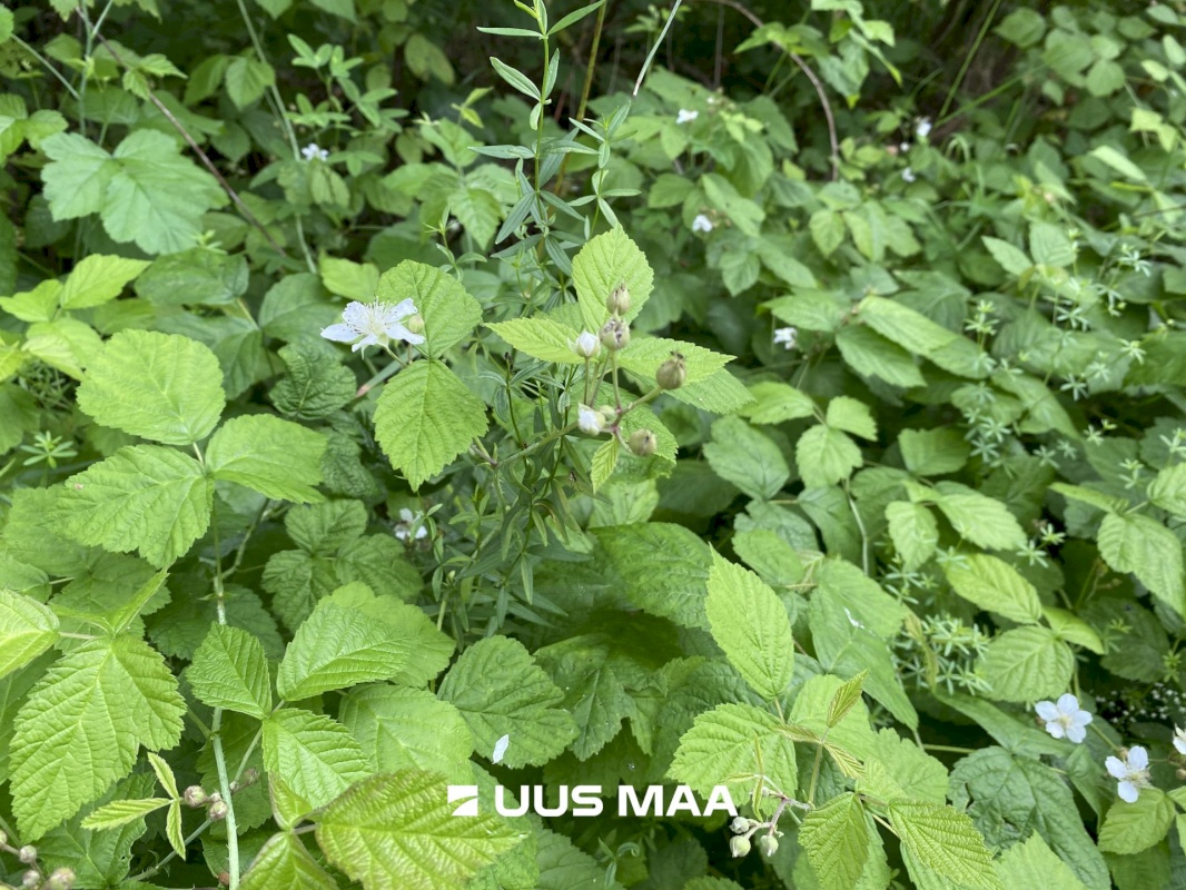 Saue vald, Koppelmaa küla, Poki tee