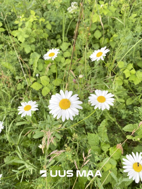 Saue vald, Koppelmaa küla, Poki tee