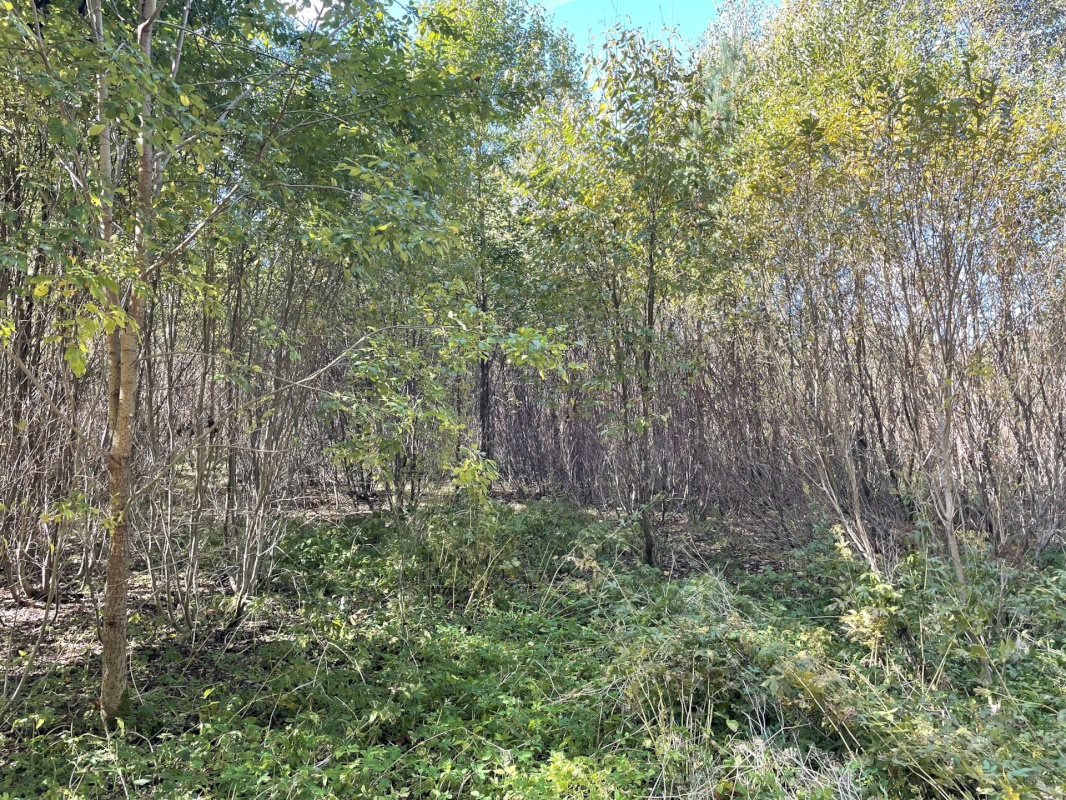 Tõrva vald, Ala küla, Ribuski