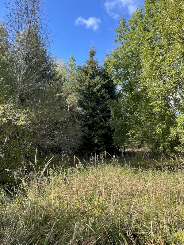 Tõrva vald, Ala küla, Ribuski