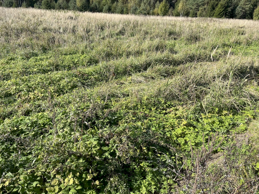 Tõrva vald, Ala küla, Ribuski