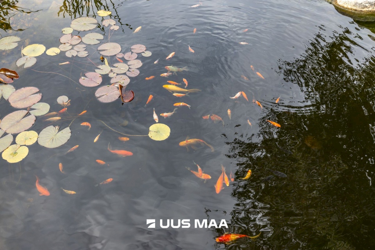 Tallinn, Haabersti linnaosa, Kakumäe, Uuepere tn 11