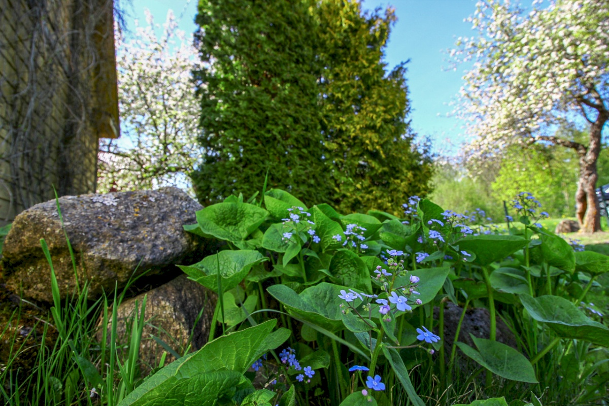 Põhja-Pärnumaa vald, Pärnu-Jaagupi alev, Kalli mnt 30