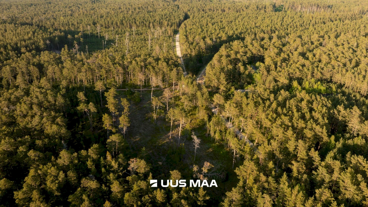 Hiiumaa vald, Kalana küla, Laine