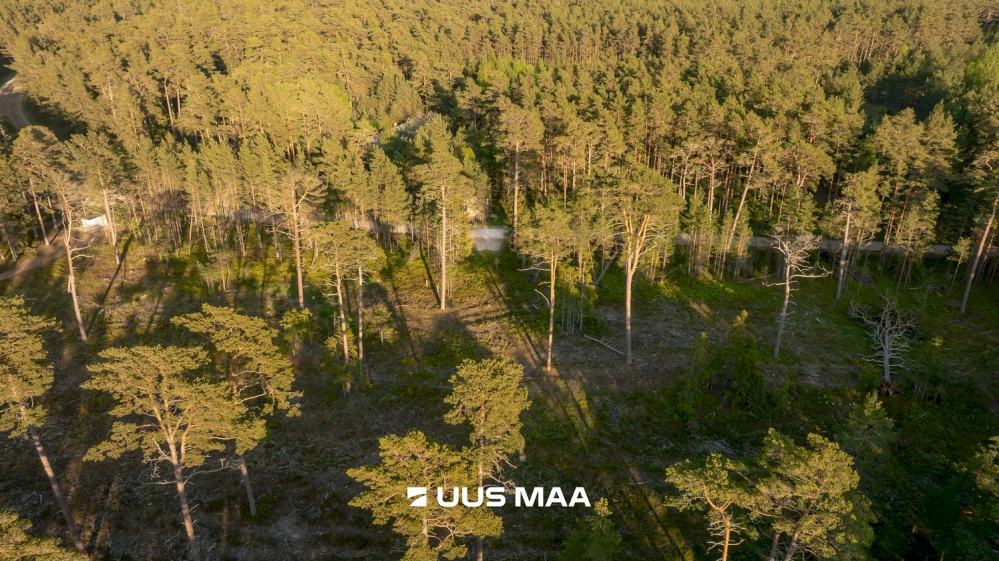 Hiiumaa vald, Kalana küla, Laine