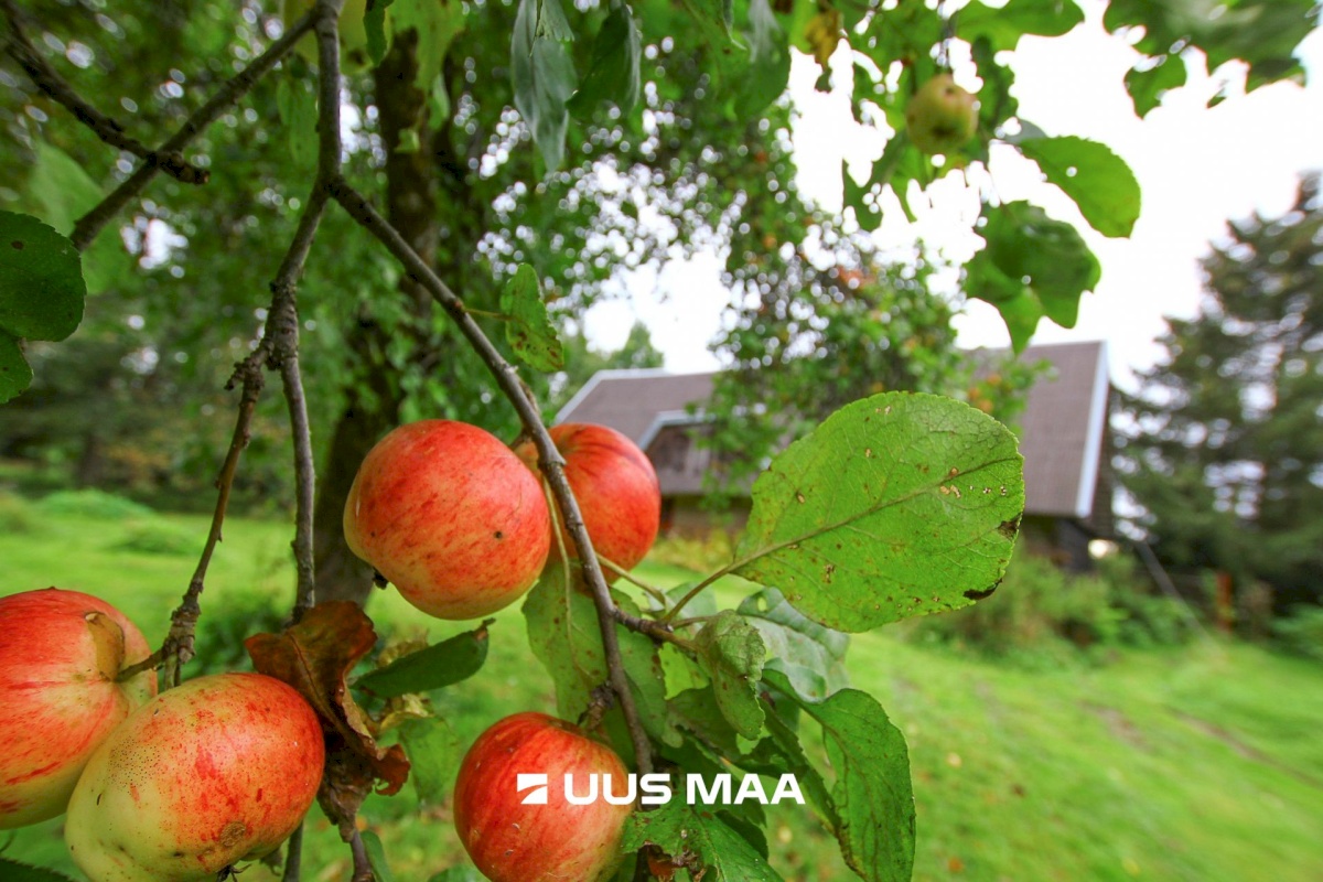 Tori vald, Jõesuu küla, Sepa