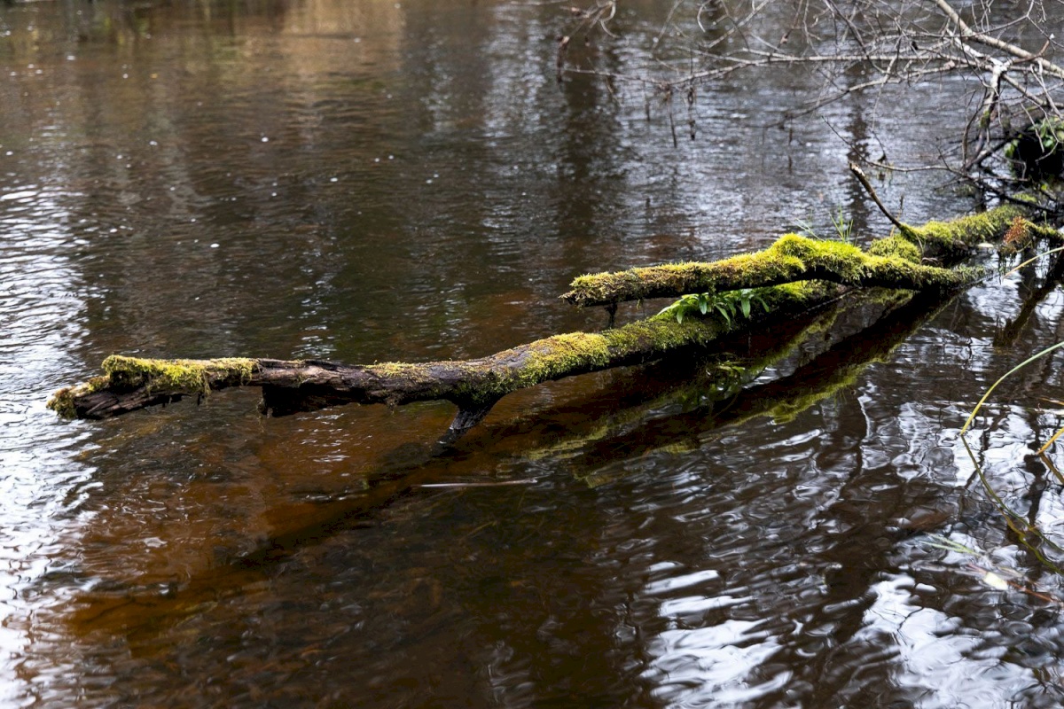 Kanepi vald, Jõgehara küla, Sooserva