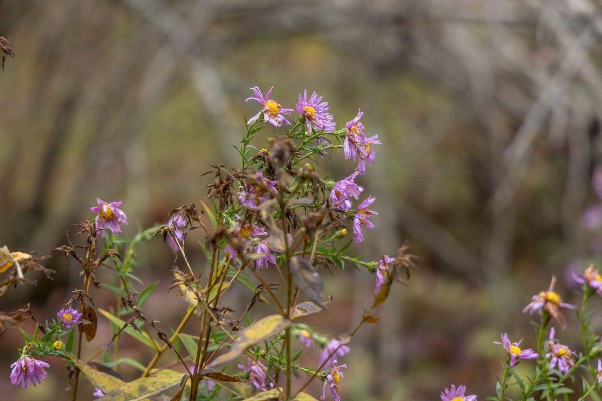 Kanepi vald, Jõgehara küla, Sooserva