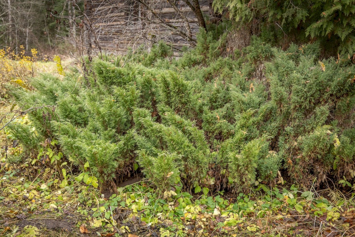 Kanepi vald, Jõgehara küla, Sooserva