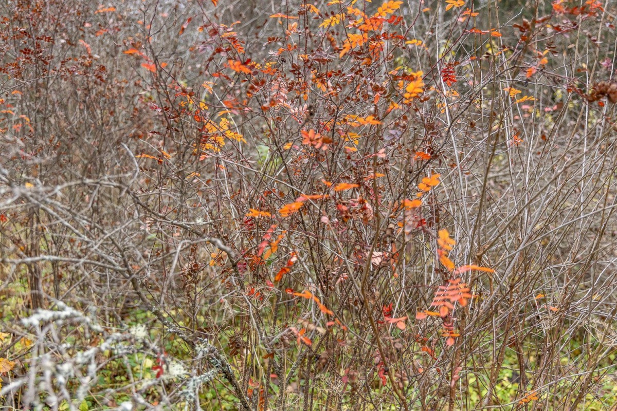Kanepi vald, Jõgehara küla, Sooserva