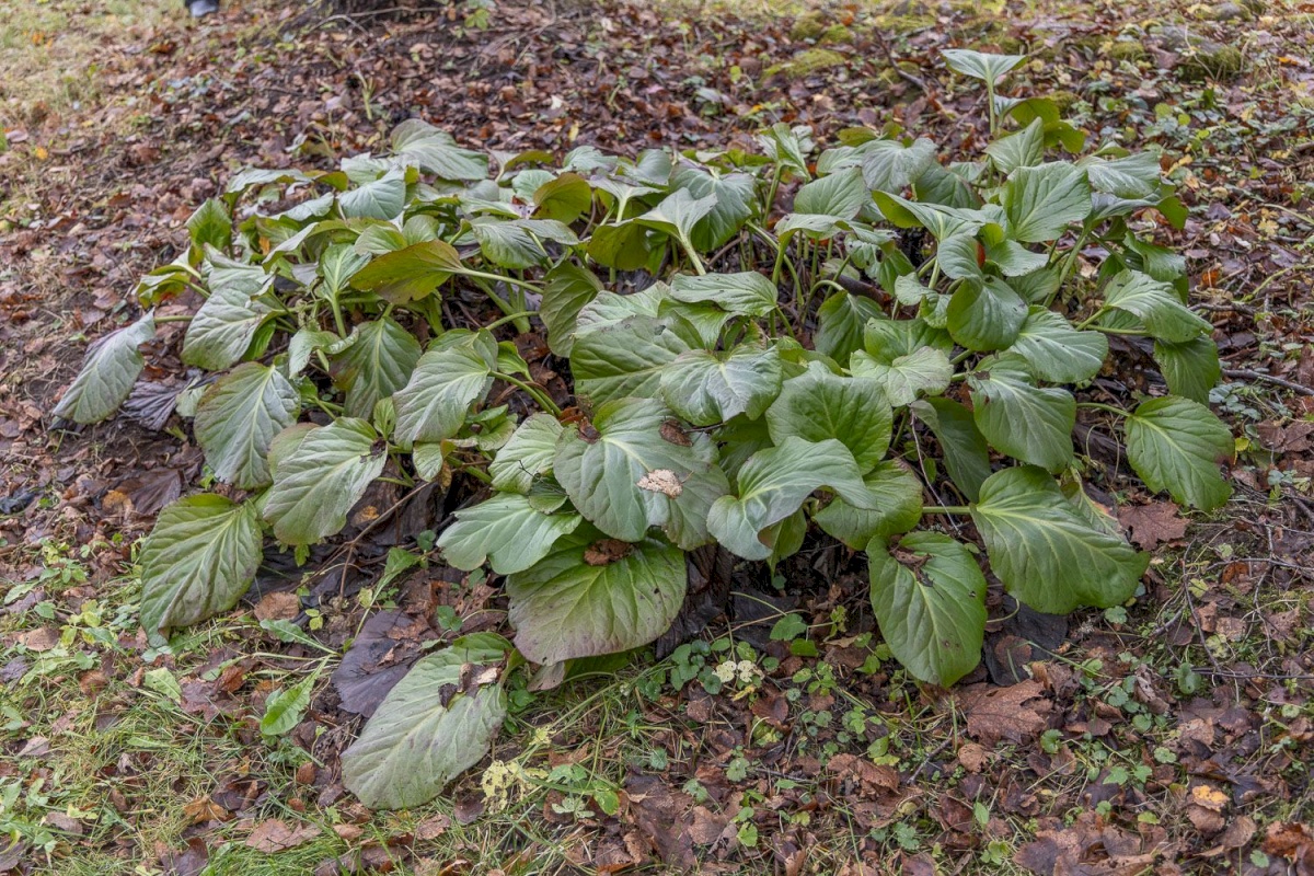 Kanepi vald, Jõgehara küla, Sooserva