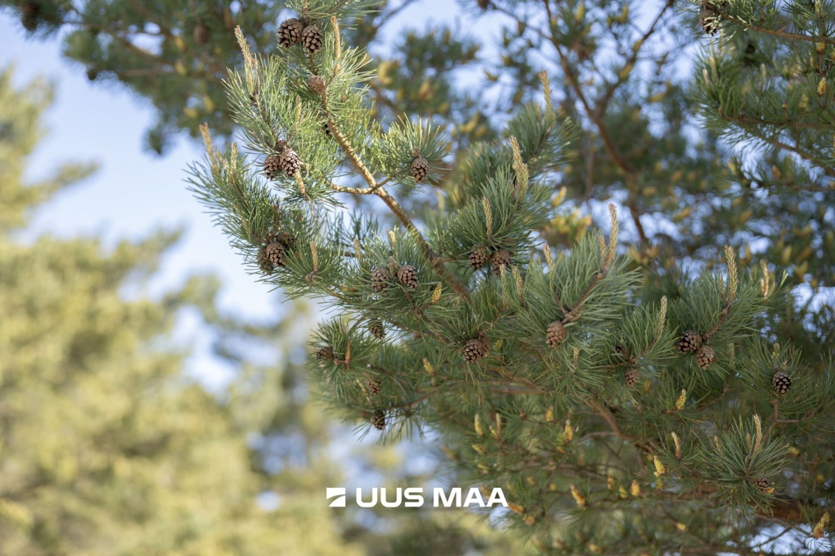 Lääne-Nigula vald, Elbiku küla/Ölbäck, Kasekaku