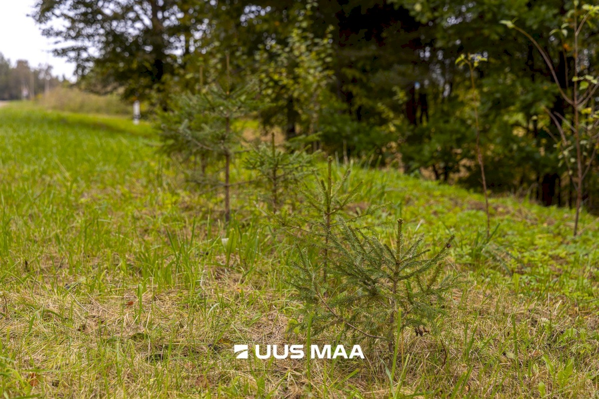 Põlva vald, Kauksi küla, Haavamäe