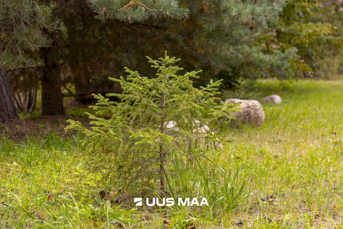 Põlva vald, Kauksi küla, Haavamäe