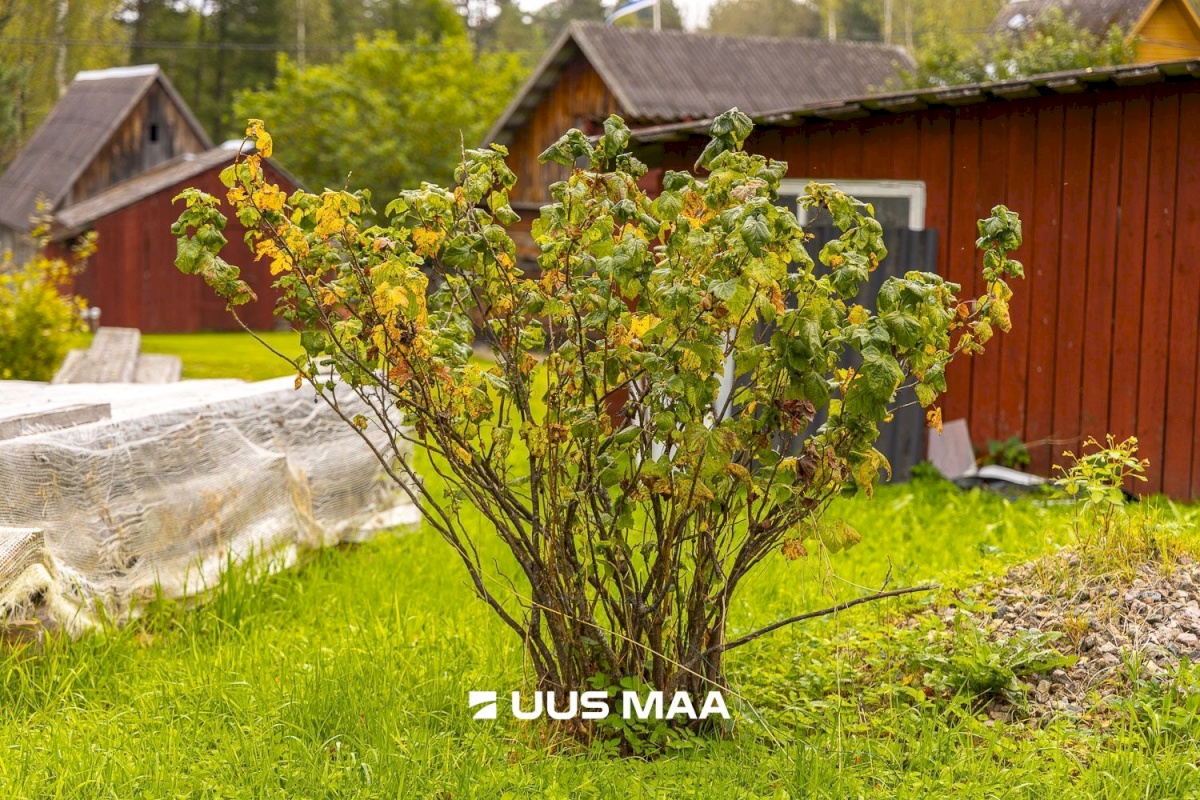 Põlva vald, Kauksi küla, Haavamäe