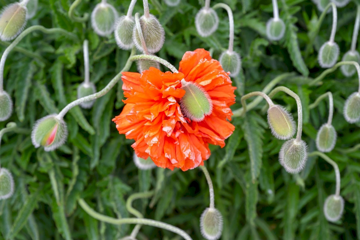 Viimsi vald, Haabneeme alevik, Tammepõllu tee 1