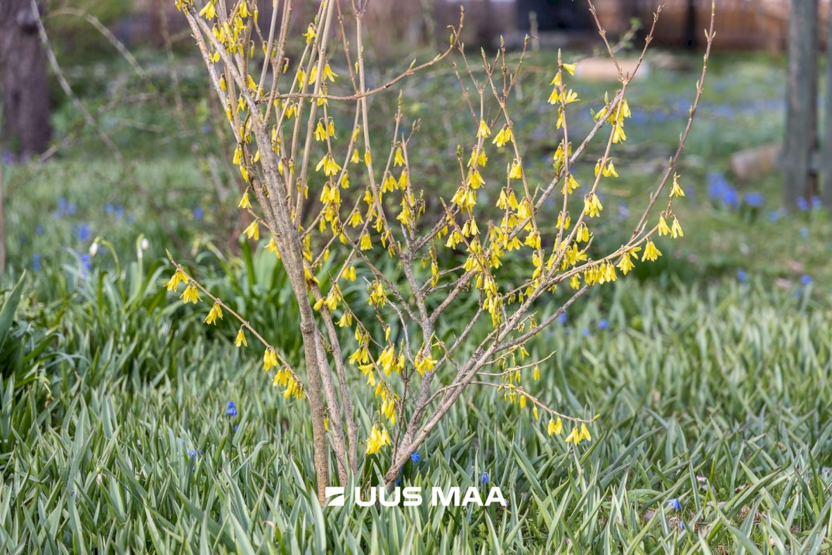 Tartu linn, Tartu linn, Karlova, Taga-Karlova, Raua 12