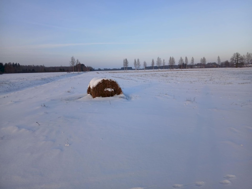 Pärnu linn, Papsaare küla