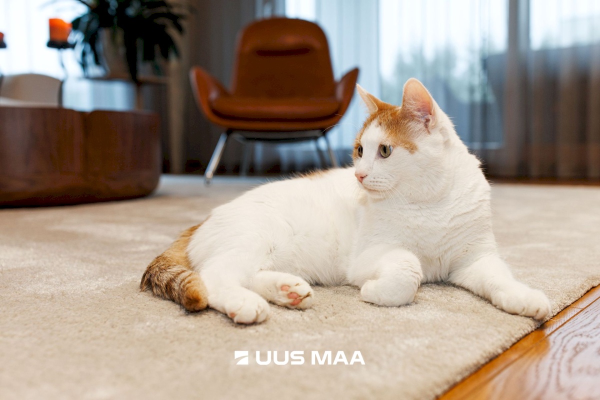 Rae vald, Järveküla, Niidu tee 20