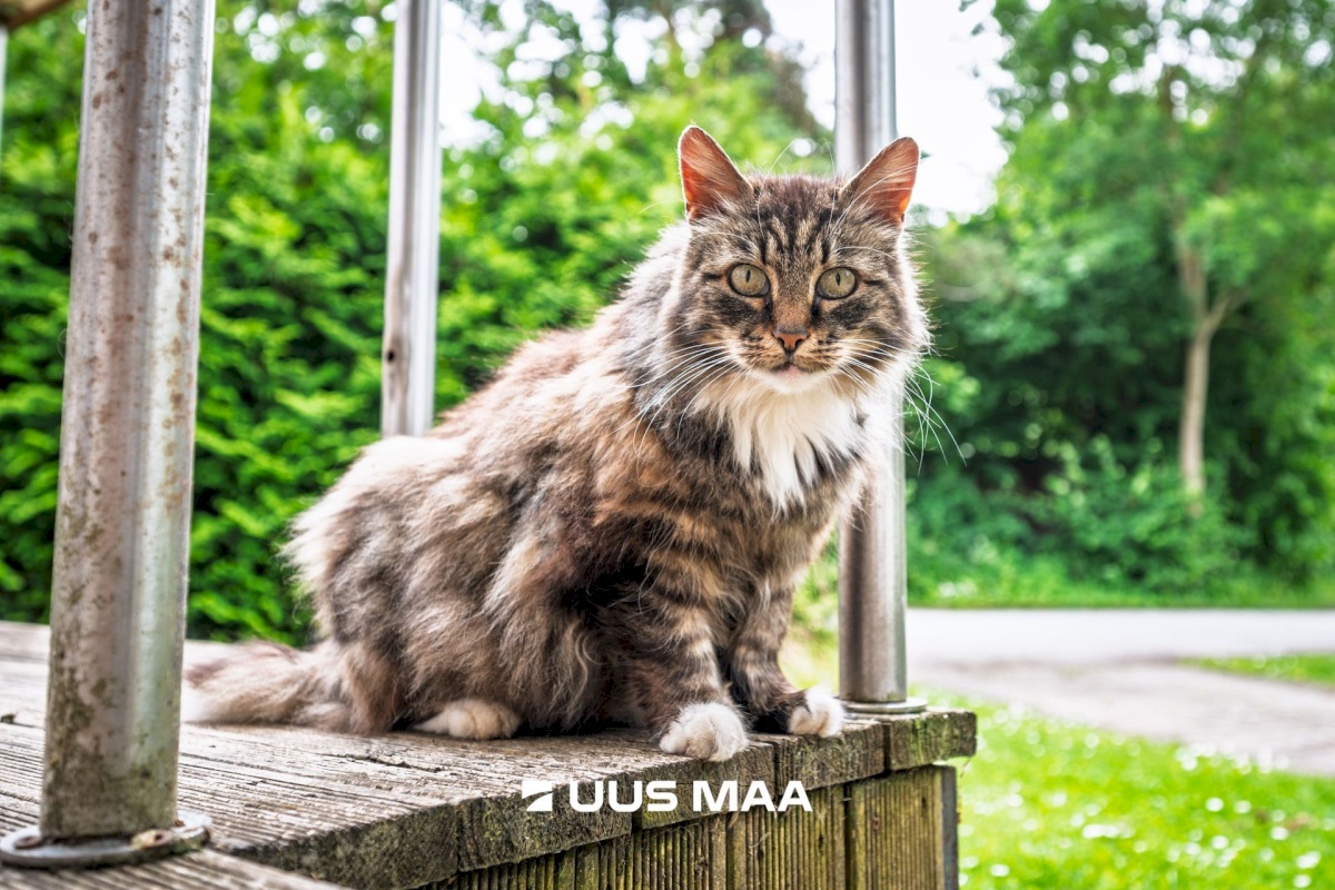 Lääne-Harju vald, Karjaküla alevik, Keila tee 9