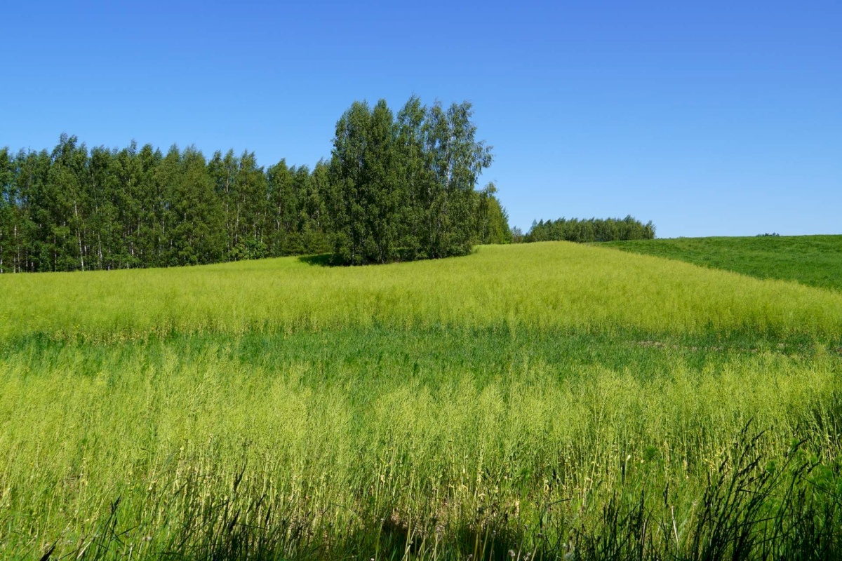 Võru vald, Meeliku küla, Ojavete