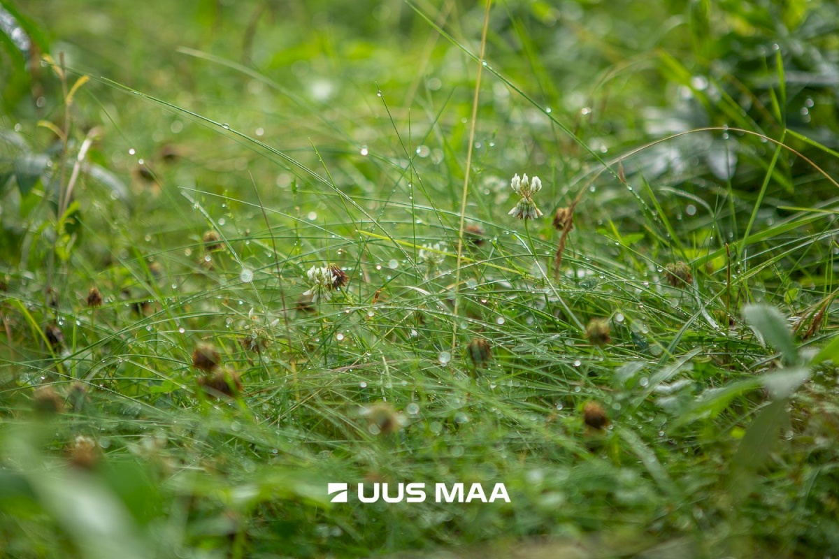 Kastre vald, Päkste küla, Männi 14