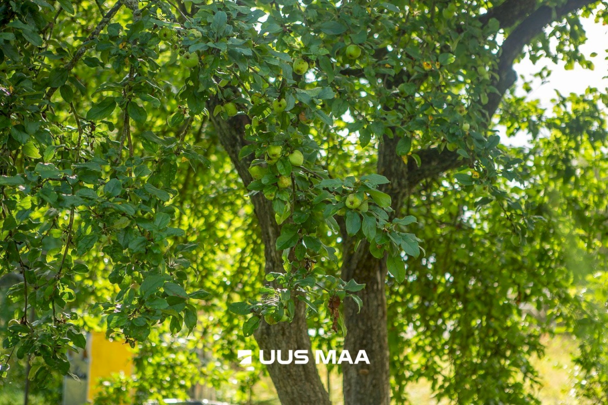 Kastre vald, Päkste küla, Männi 14