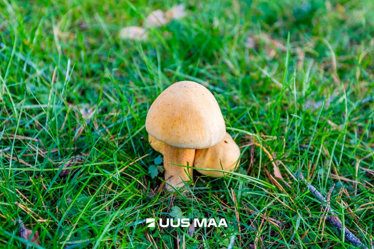 Rae vald, Uuesalu küla, Kitse tee 8