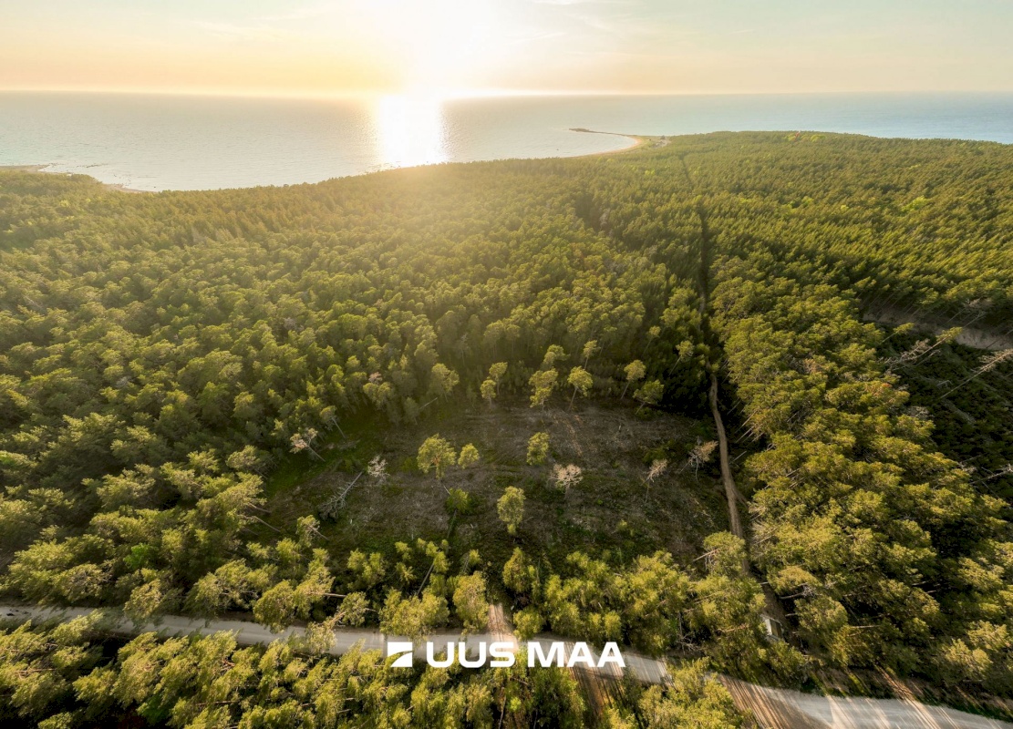 Hiiumaa vald, Kalana küla, Laine