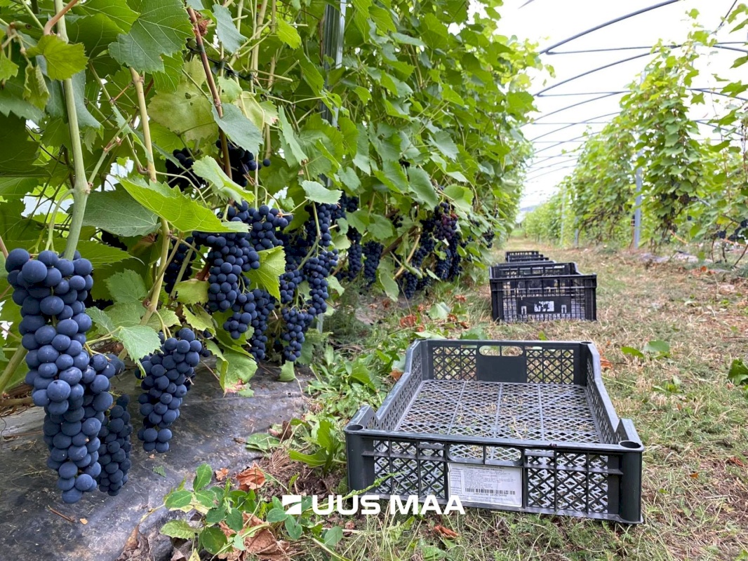 Võru vald, Kärgula küla