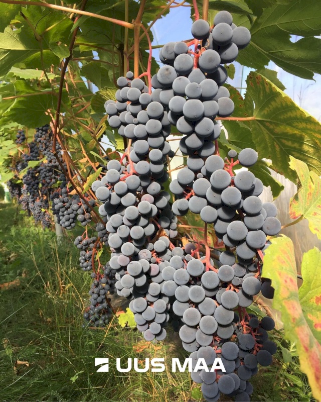 Võru vald, Kärgula küla