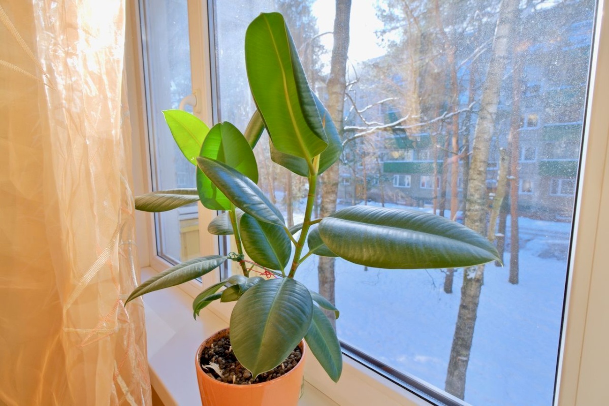 Tallinn, Nõmme linnaosa, Männiku, Valdeku 118a