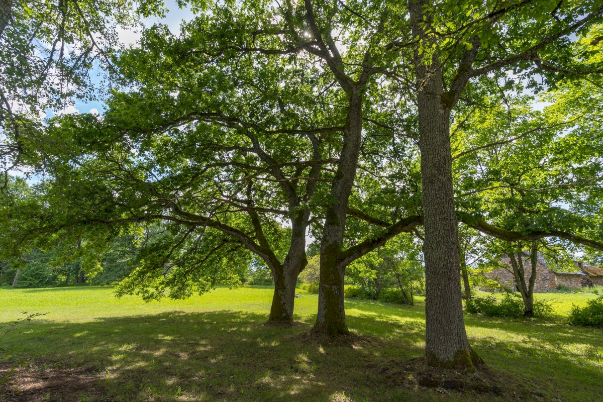 Rõuge vald, Luutsniku küla, Mõisa