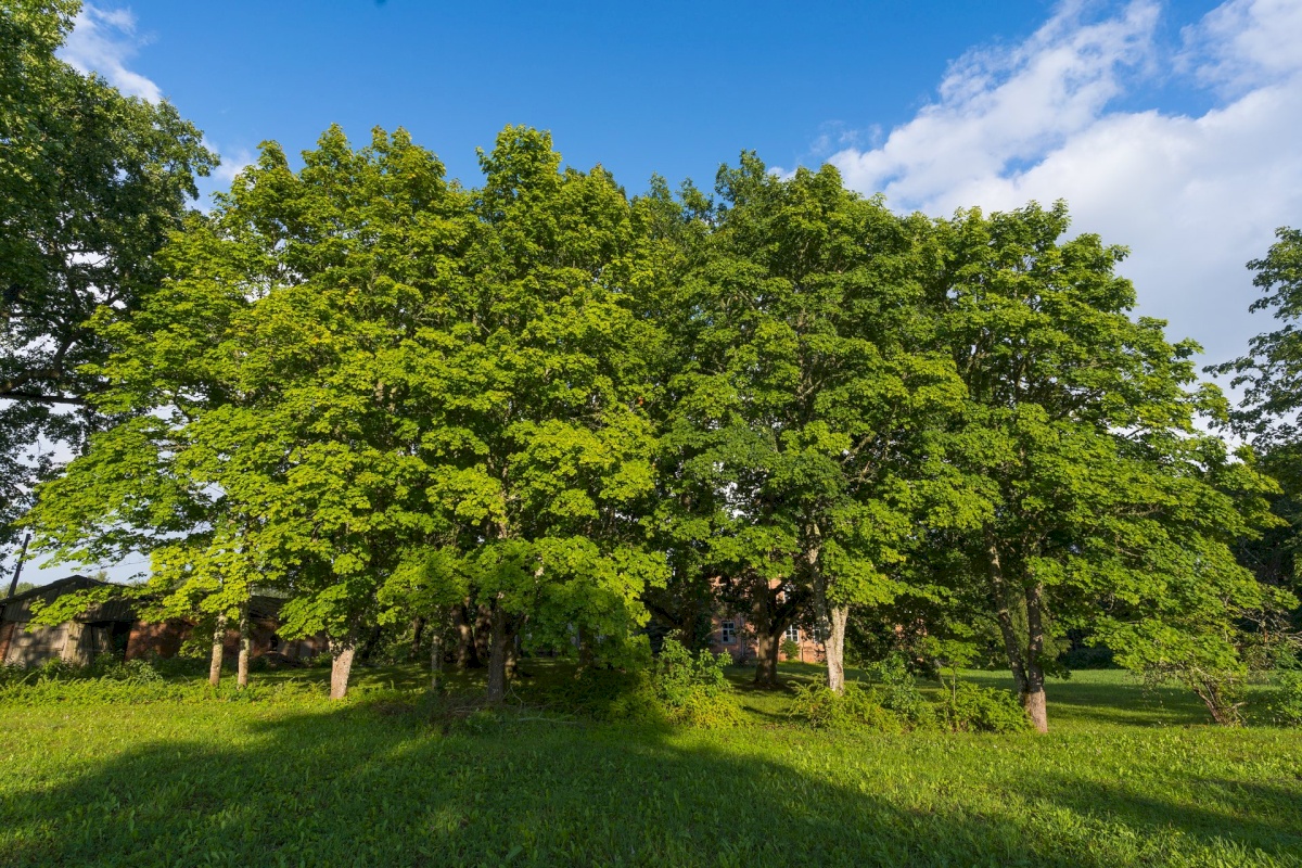 Rõuge vald, Luutsniku küla, Mõisa