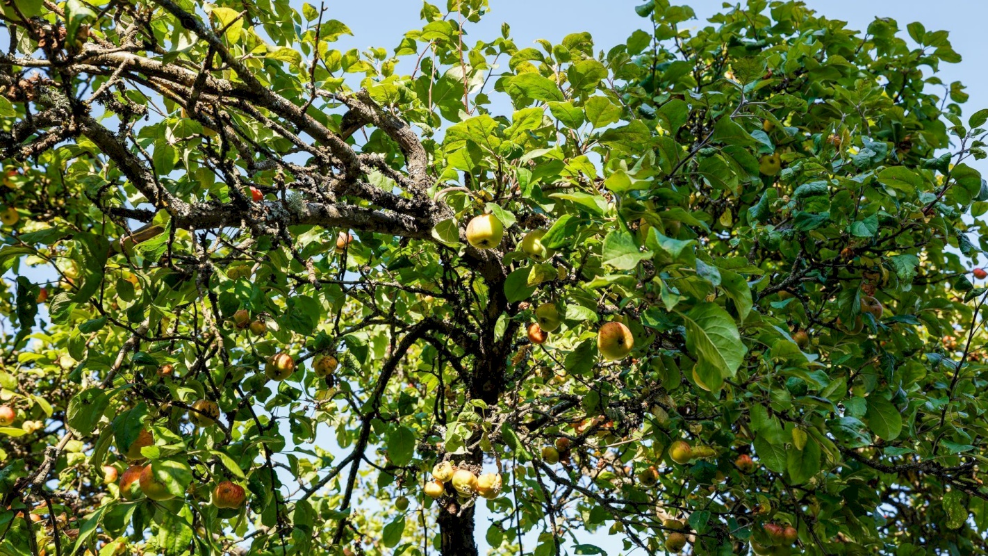 Tallinn, Pirita linnaosa, Põõsa tee 3/5-6