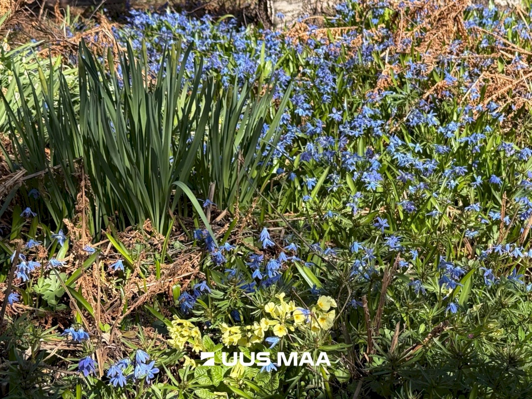 Harku vald, Suurupi küla, Vaikuse tee 29