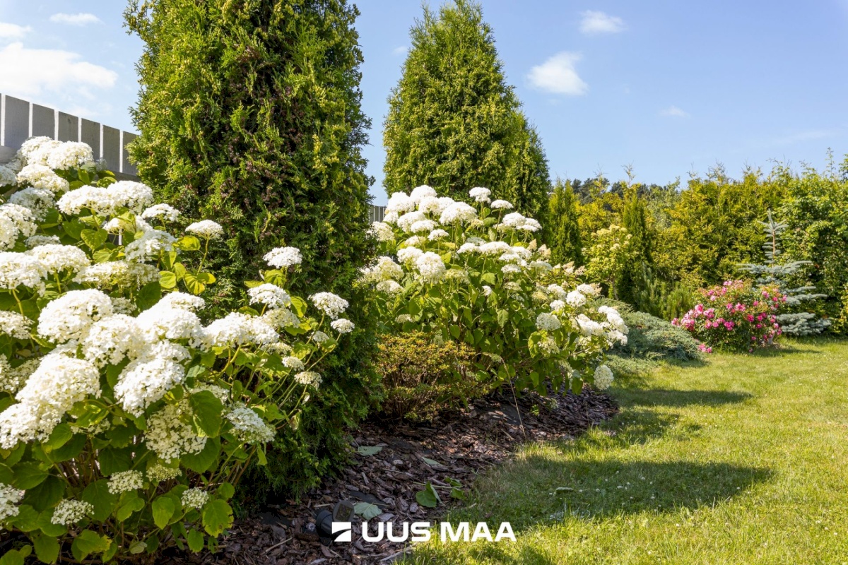 Tallinn, Haabersti linnaosa, Pikaliiva, Rangu 10