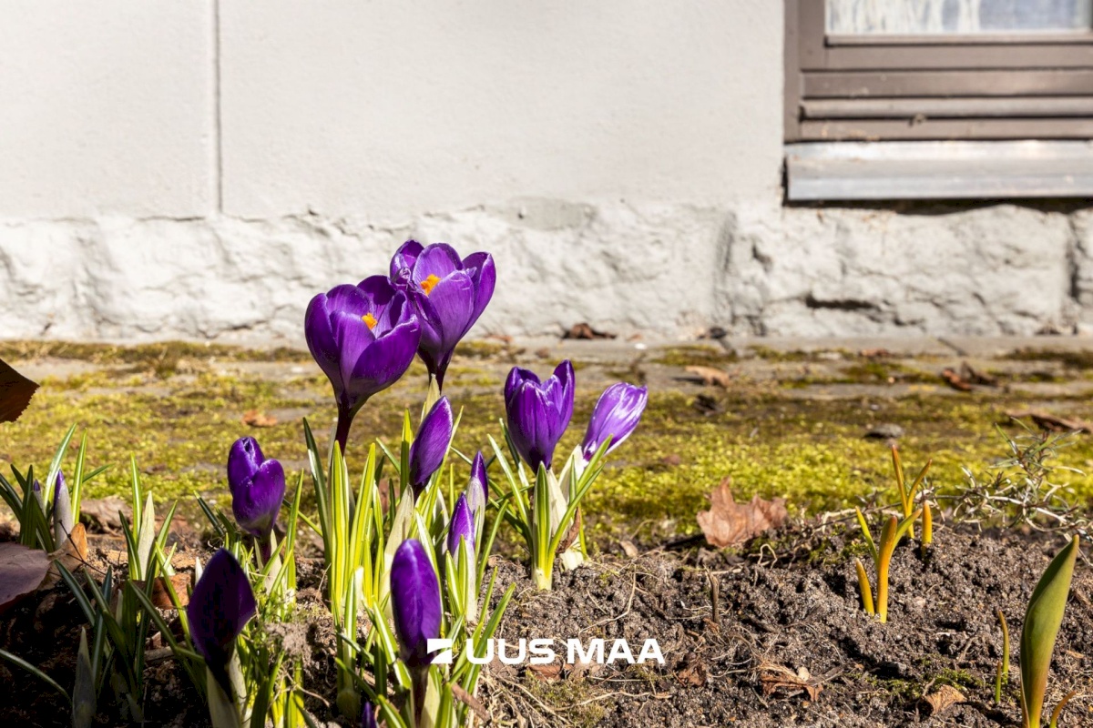 Tallinn, Kesklinna linnaosa, Kadriorg, F.J. Wiedemanni 11