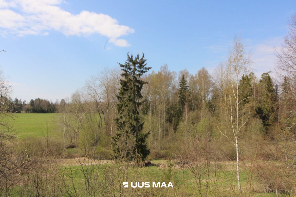 Otepää vald, Lossiküla, Koidu