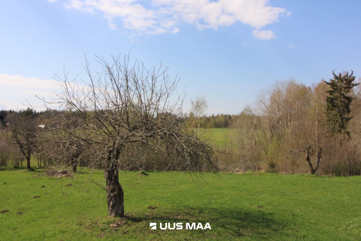 Otepää vald, Lossiküla, Koidu