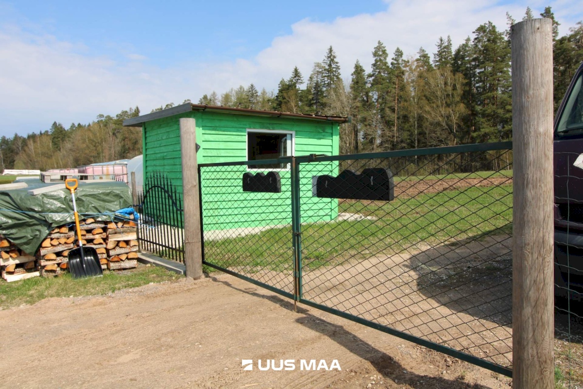 Otepää vald, Lossiküla, Koidu