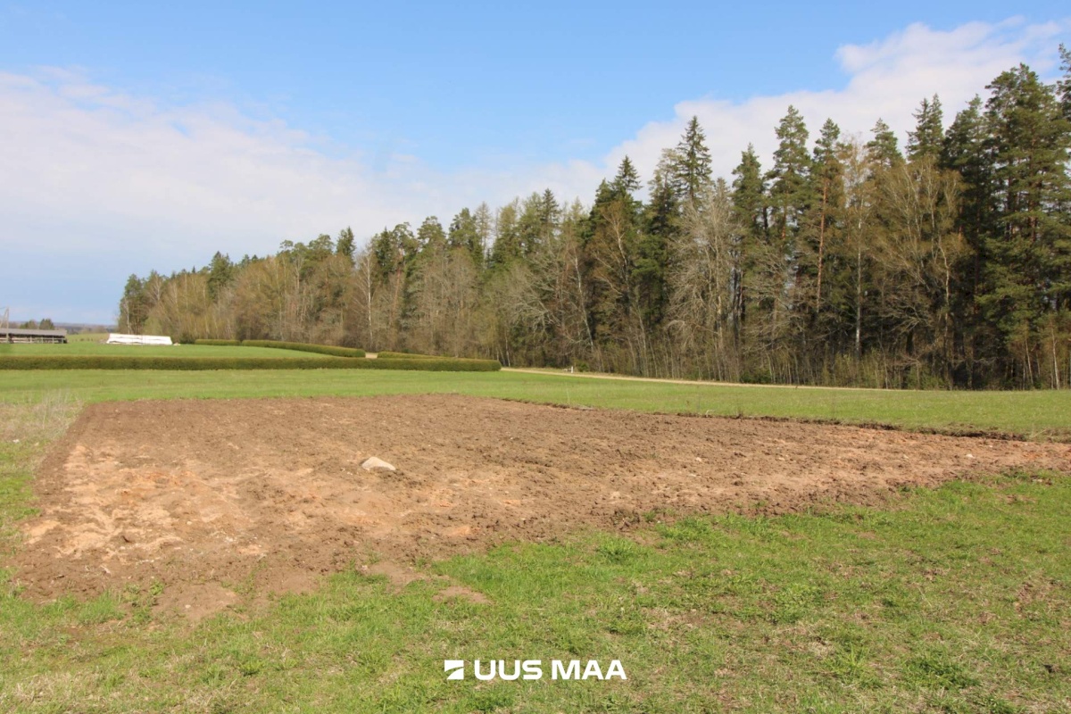 Otepää vald, Lossiküla, Koidu