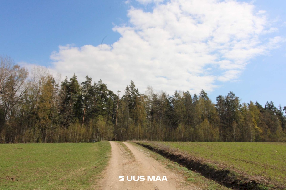 Otepää vald, Lossiküla, Koidu