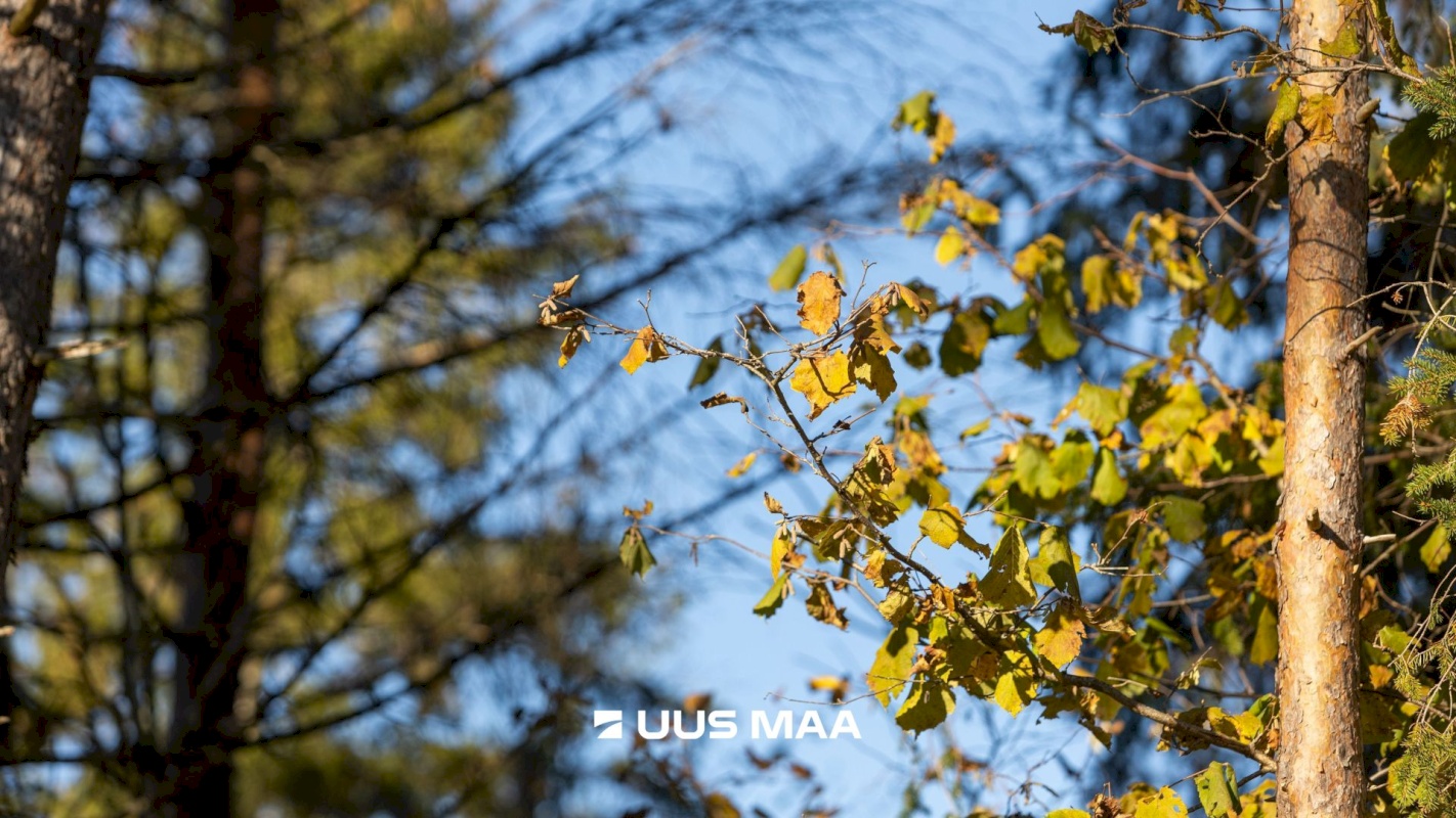 Lääne-Harju vald, Lehola küla, Pärna