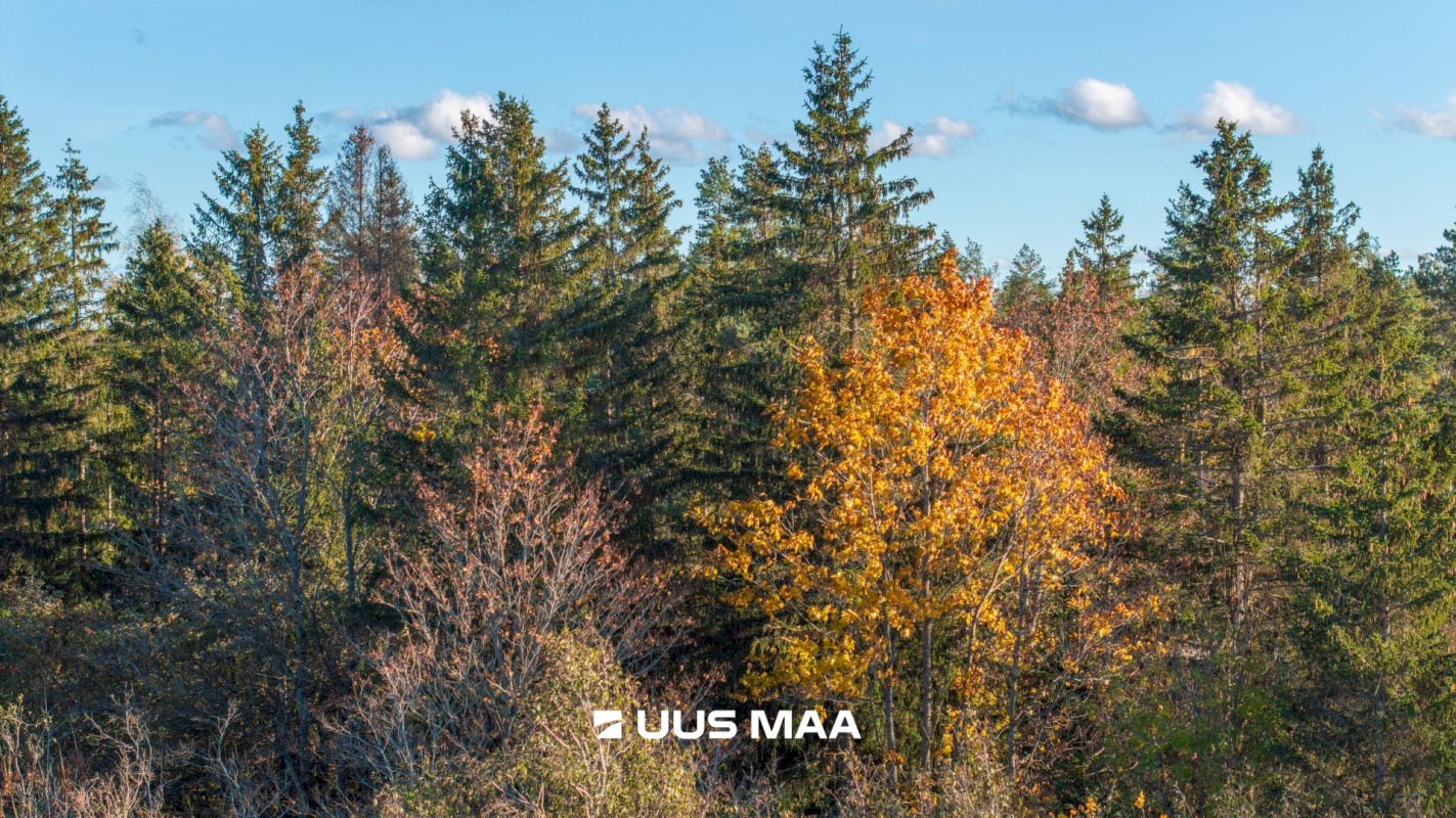 Lääne-Harju vald, Lehola küla, Pärna
