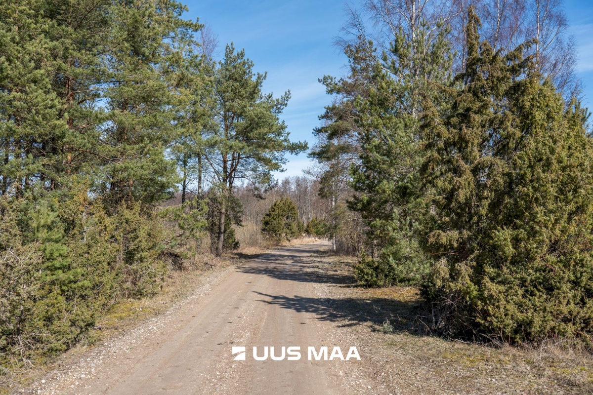 Hiiumaa vald, Tohvri küla, Luigepesa