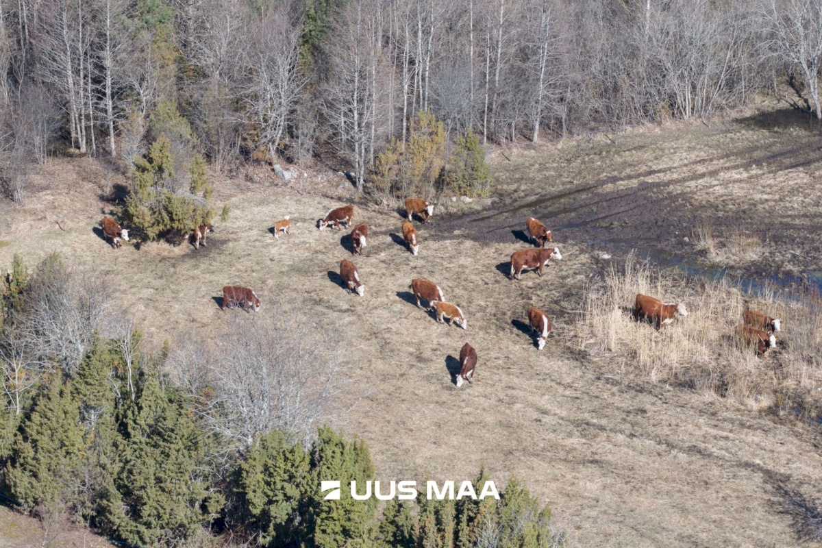 Hiiumaa vald, Tohvri küla, Luigepesa