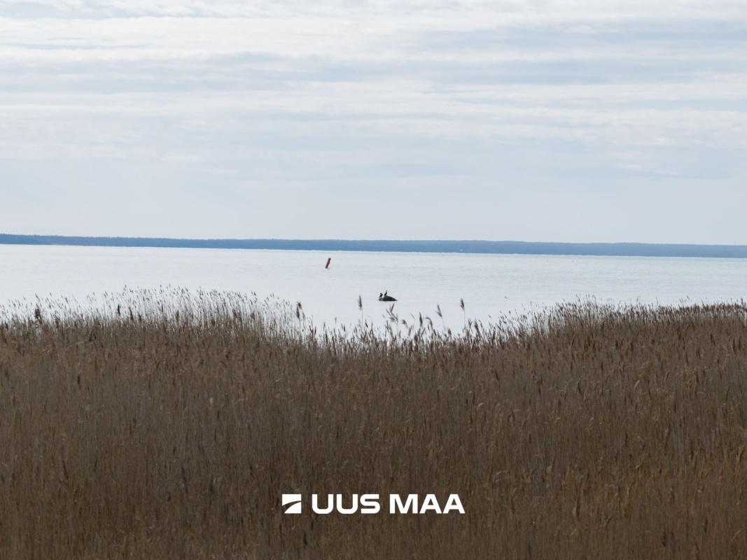 Hiiumaa vald, Tohvri küla, Luigepesa