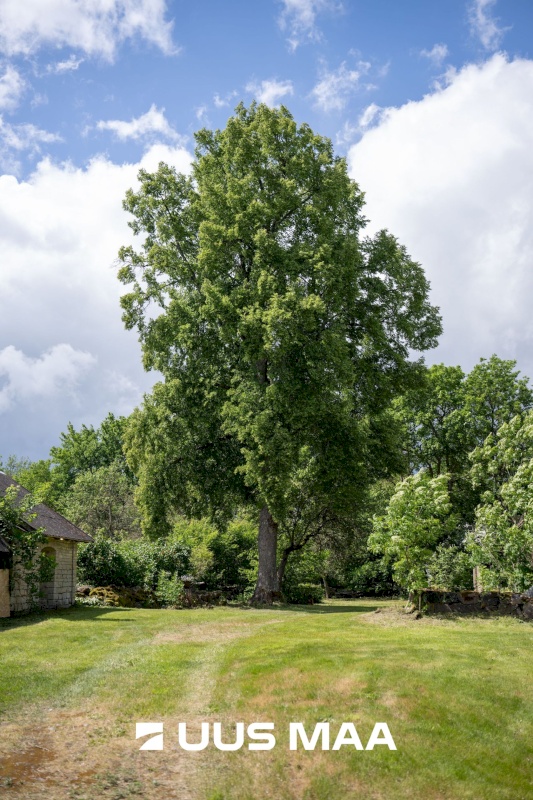 Muhu vald, Viira küla, Lauritse