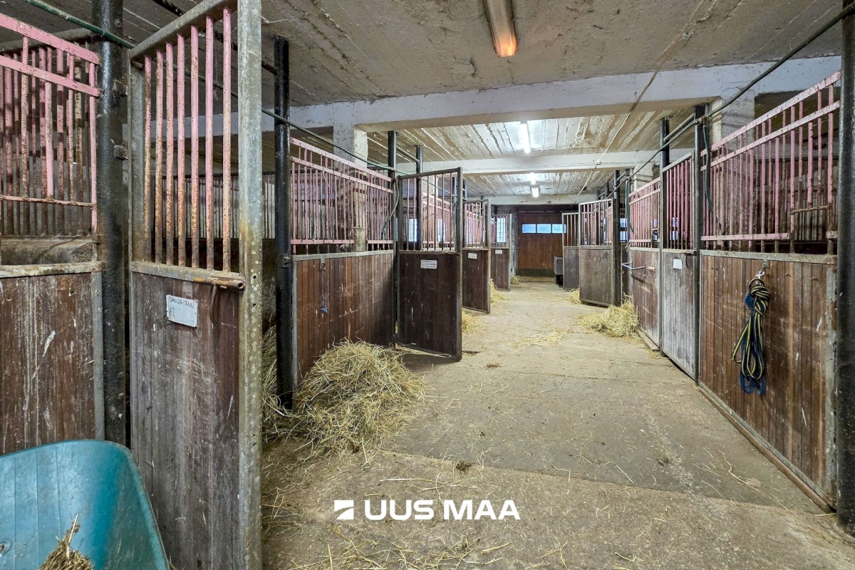 Viljandi vald, Marna küla, Saare tall